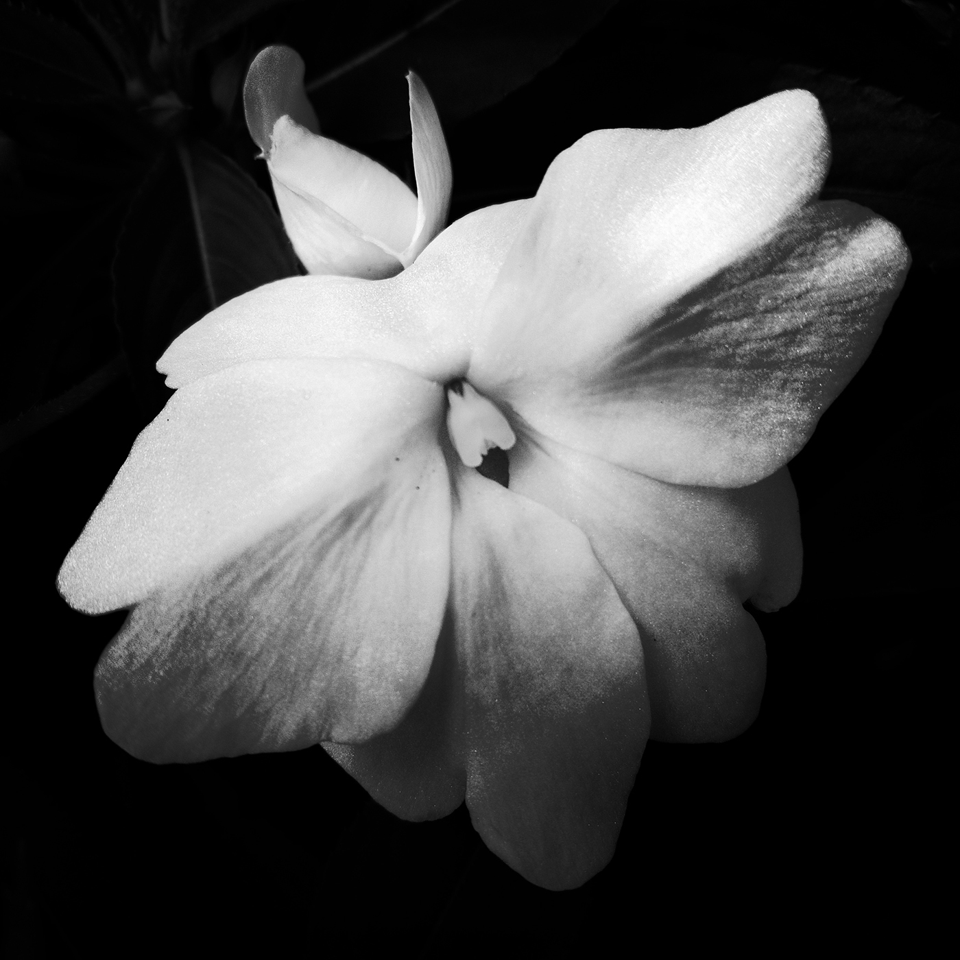 Join Hamptons Fine Art Photographer Adriane Stark For A Pop-Up Of Her Floral & Landscape Photography